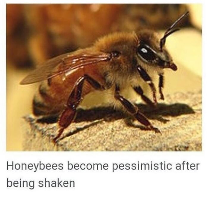 42 Animal Posts From “Depths Of Wikipedia” That Prove Nature Is Stranger Than Fiction