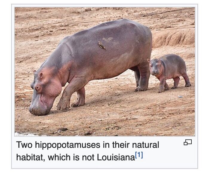 42 Animal Posts From “Depths Of Wikipedia” That Prove Nature Is Stranger Than Fiction