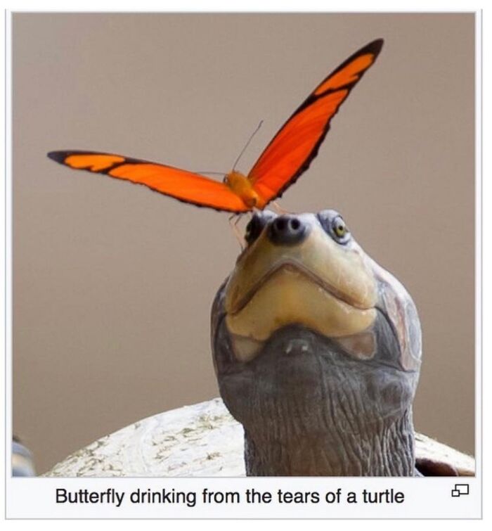 42 Animal Posts From “Depths Of Wikipedia” That Prove Nature Is Stranger Than Fiction