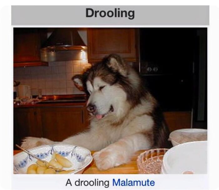 42 Animal Posts From “Depths Of Wikipedia” That Prove Nature Is Stranger Than Fiction