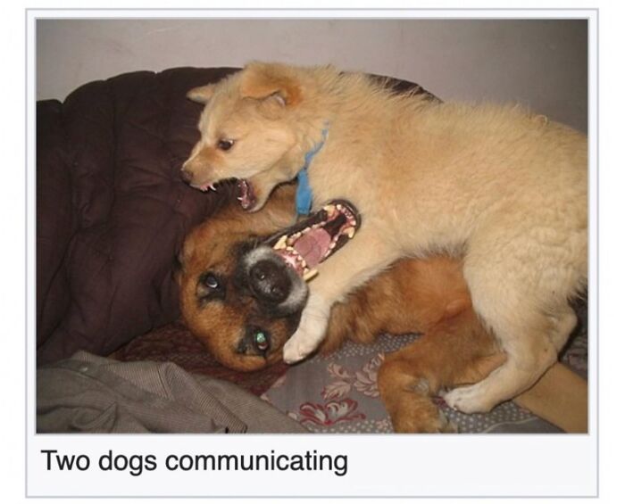42 Animal Posts From “Depths Of Wikipedia” That Prove Nature Is Stranger Than Fiction