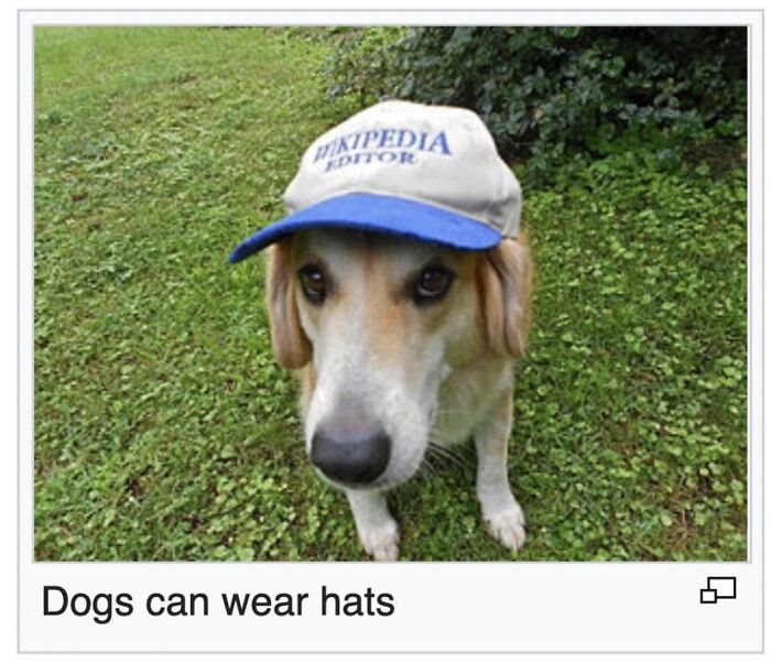42 Animal Posts From “Depths Of Wikipedia” That Prove Nature Is Stranger Than Fiction