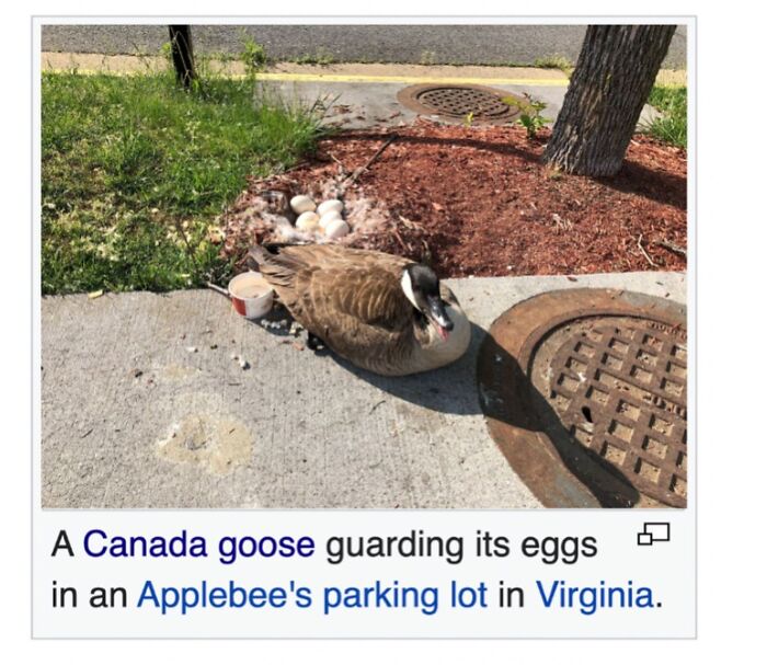 42 Animal Posts From “Depths Of Wikipedia” That Prove Nature Is Stranger Than Fiction