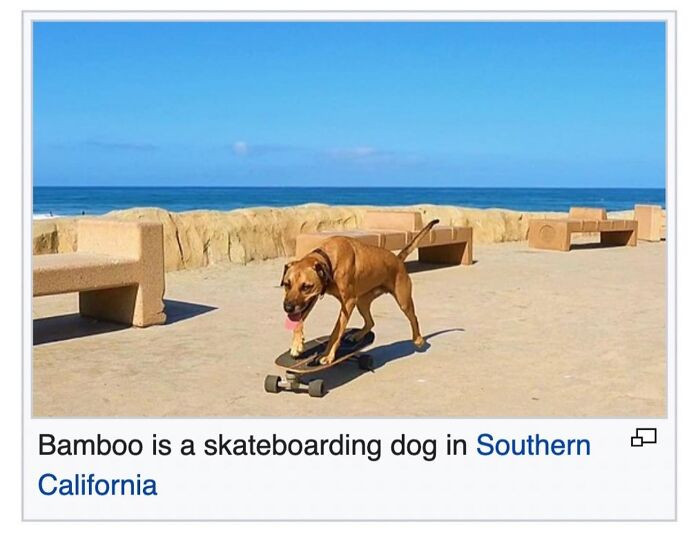 42 Animal Posts From “Depths Of Wikipedia” That Prove Nature Is Stranger Than Fiction