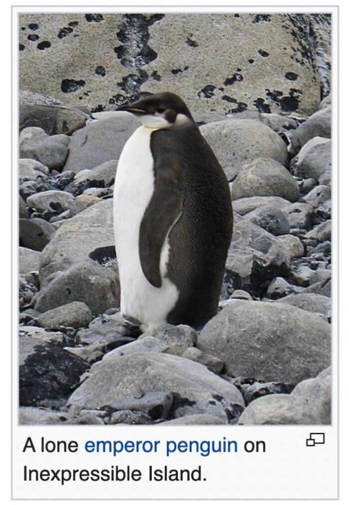 42 Animal Posts From “Depths Of Wikipedia” That Prove Nature Is Stranger Than Fiction