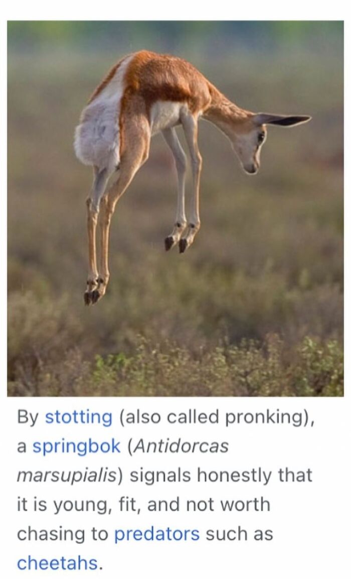 42 Animal Posts From “Depths Of Wikipedia” That Prove Nature Is Stranger Than Fiction