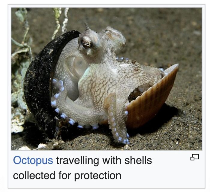 42 Animal Posts From “Depths Of Wikipedia” That Prove Nature Is Stranger Than Fiction