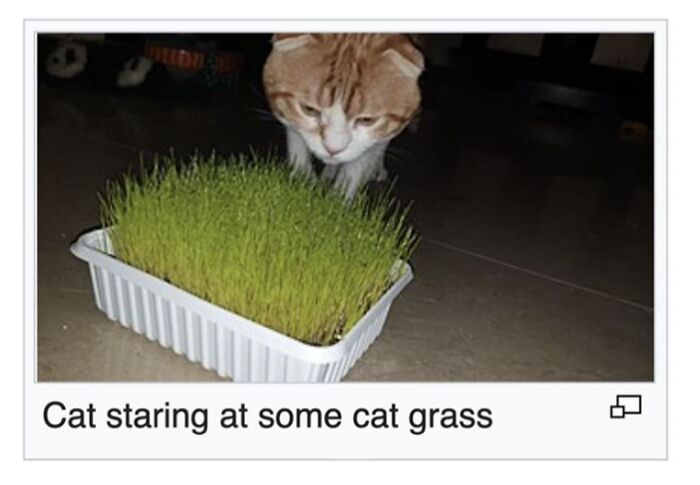 42 Animal Posts From “Depths Of Wikipedia” That Prove Nature Is Stranger Than Fiction