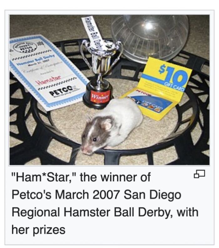 42 Animal Posts From “Depths Of Wikipedia” That Prove Nature Is Stranger Than Fiction
