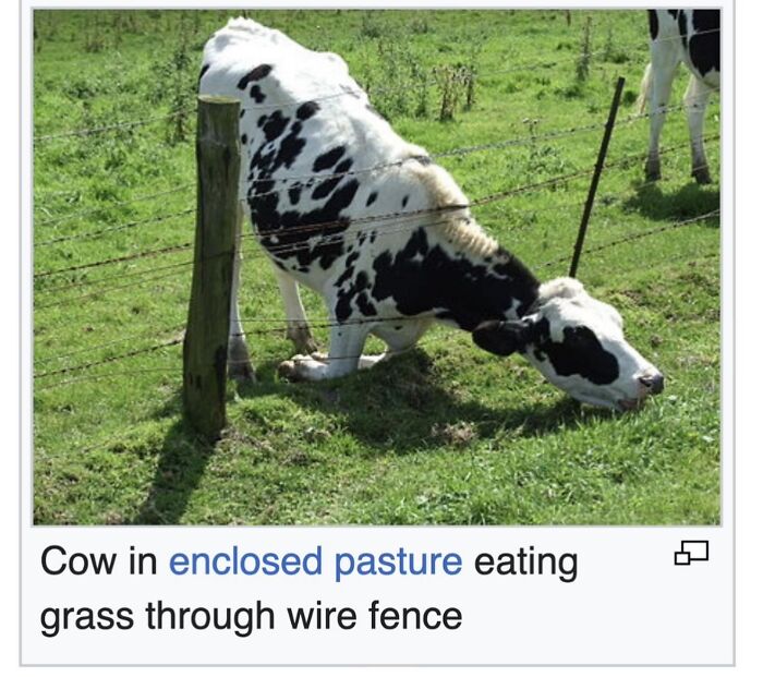 42 Animal Posts From “Depths Of Wikipedia” That Prove Nature Is Stranger Than Fiction