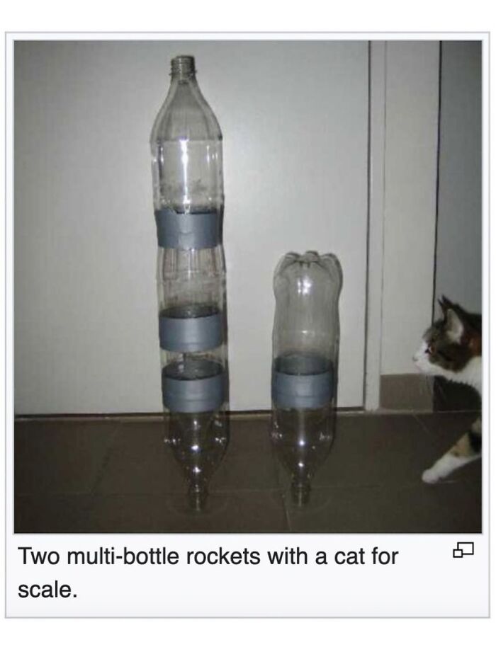 42 Animal Posts From “Depths Of Wikipedia” That Prove Nature Is Stranger Than Fiction