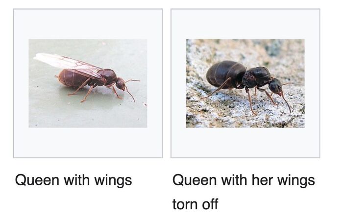 42 Animal Posts From “Depths Of Wikipedia” That Prove Nature Is Stranger Than Fiction