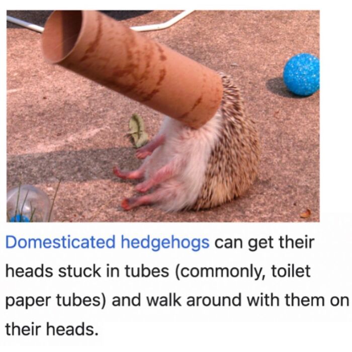 42 Animal Posts From “Depths Of Wikipedia” That Prove Nature Is Stranger Than Fiction