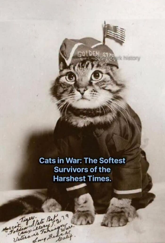 Vintage photo of a cat wearing a war uniform with an American flag hat, representing cats in war history
