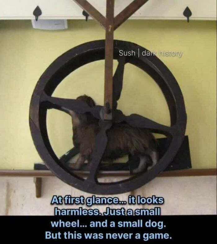 Small dog running inside a wheel t*****e device historical fact