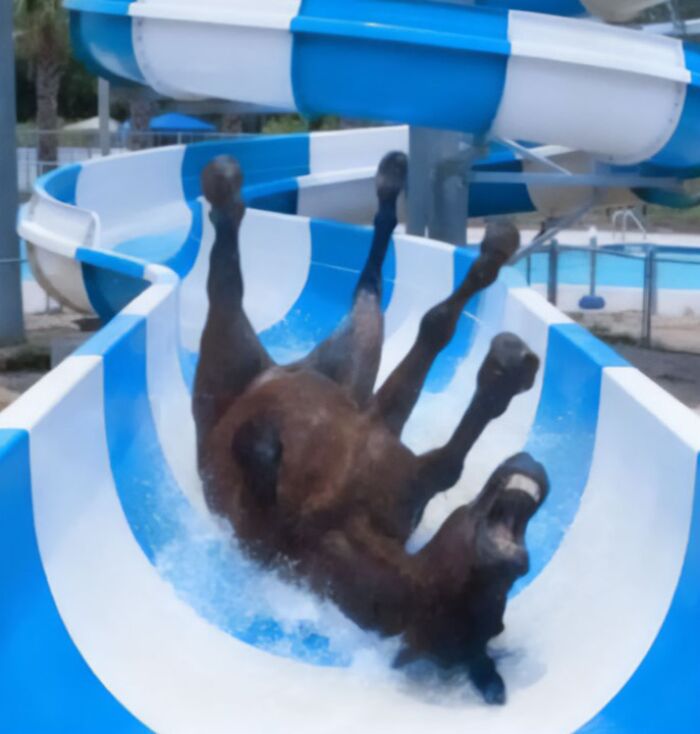 Horse sliding down a blue and white water slide random images weird