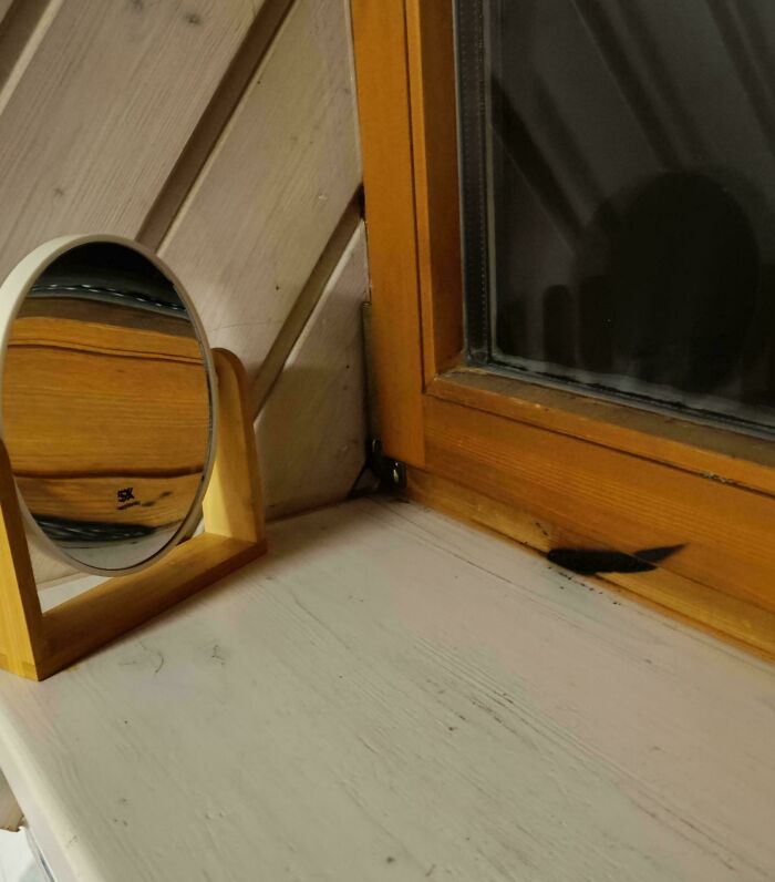 Black lizard on windowsill next to mirror indoors