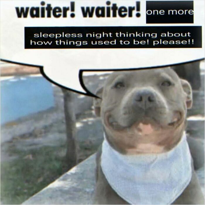 Funny dog meme with text about sleepless night thinking about how things used to be