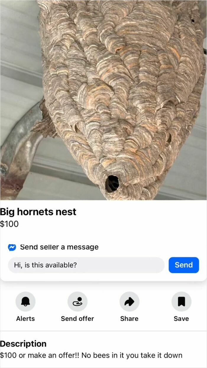 Large empty big hornets nest hanging from ceiling
