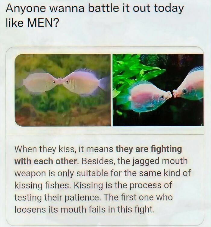 Two fish kissing as a fight to test patience explained