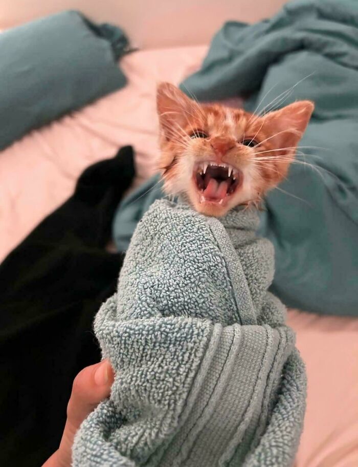 Small orange kitten meowing wrapped in a blue towel on a bed