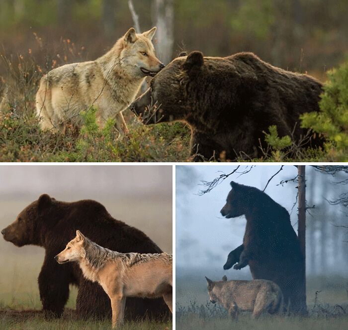 Collage of bear and wolf interaction capturing curious animal behavior