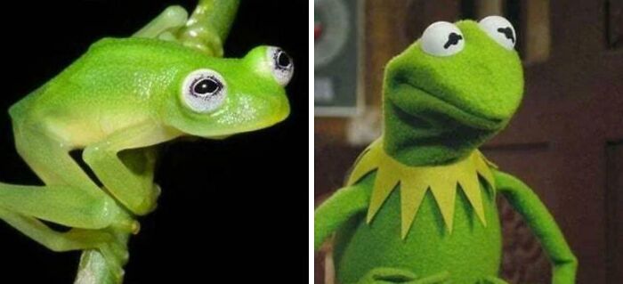 Side-by-side images of a green frog and Kermit the Frog for real curiosities