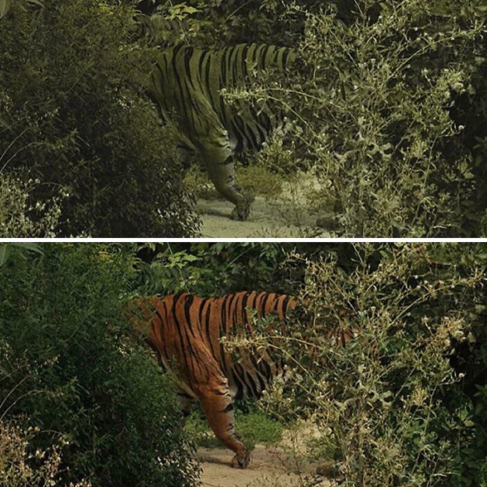 Camouflaged tiger barely visible in dense greenery, nature curiosity