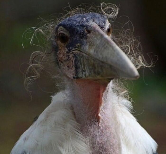 Close-up of funny bird with curly feathers on head