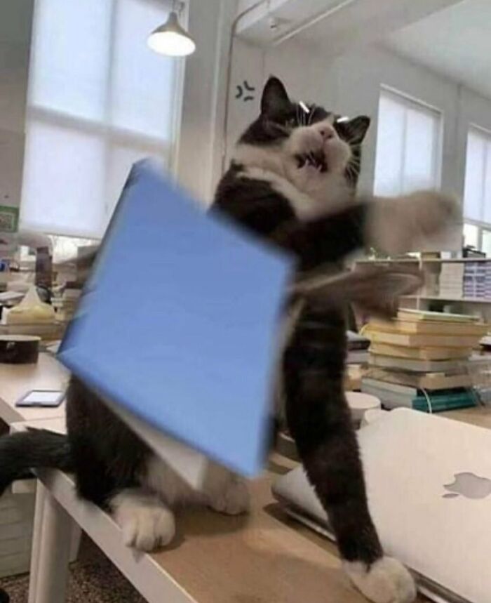 Silly cat playfully swatting a blue book on a cluttered desk
