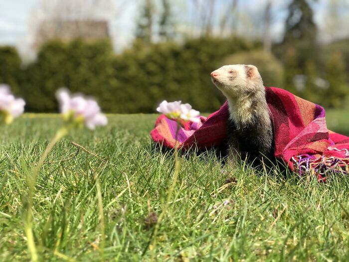 Ferret sunbathing wrapped in a colorful blanket on grass outdoors