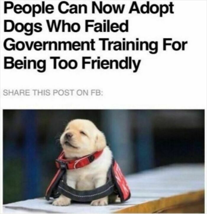 Cute puppy available for adoption after failing government training for being too friendly