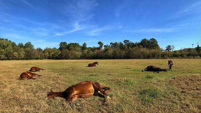 Several horses lying down sunbathing in a sunlit grassy field surrounded by trees