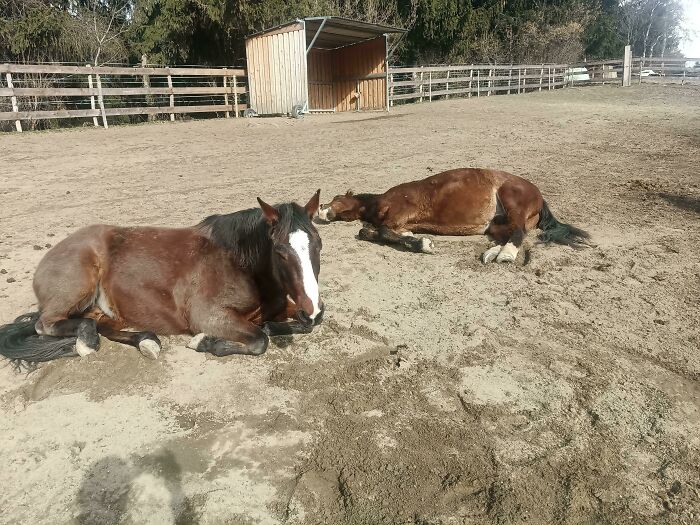 Two horses sunbathing on dirt ground near a wooden shelter in a fenced area