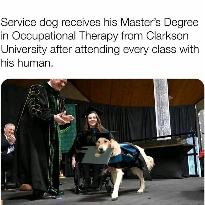 Service dog receiving Master's degree in Occupational Therapy at graduation