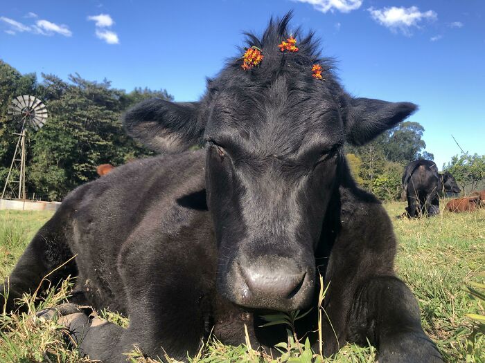 Close-up of a black cow sunbathing with orange flowers on its head in a sunny field