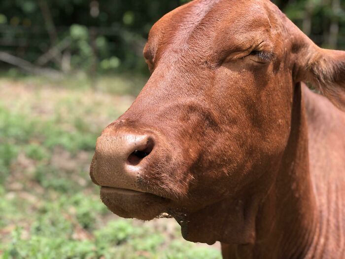 Brown cow sunbathing outdoors with eyes closed