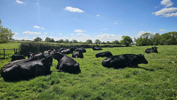 Group of black cows sunbathing comfortably in a green pasture under blue sky