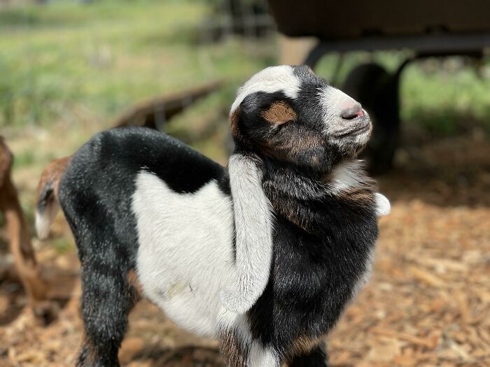 Happy black and white baby goat basking in the warm sun