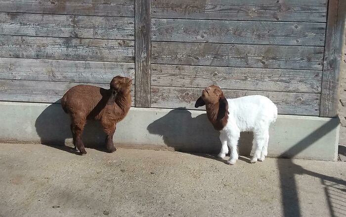 Two small goats soaking up sunlight near a wooden barn