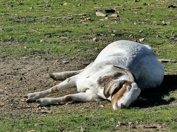 White goat lying down sunbathing on green grass and dirt