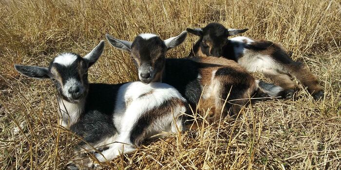 Three adorable young goats sunbathing together on dry grass outdoors