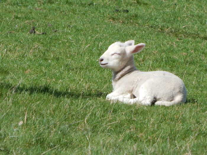 Young lamb resting and sunbathing on green grass