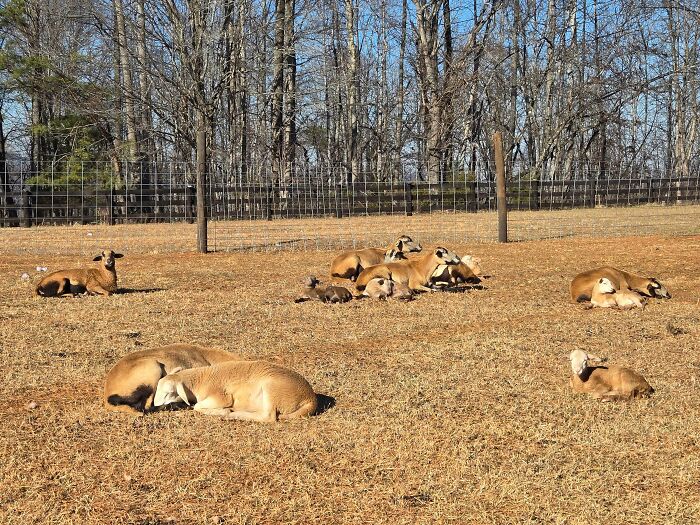 Group of animals sunbathing on dry grass in a fenced area