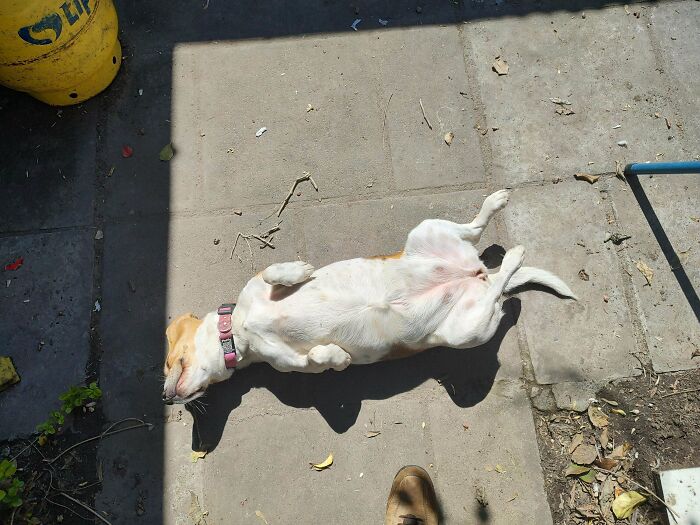 Dog lying on its back sunbathing on a patio in warm sunlight