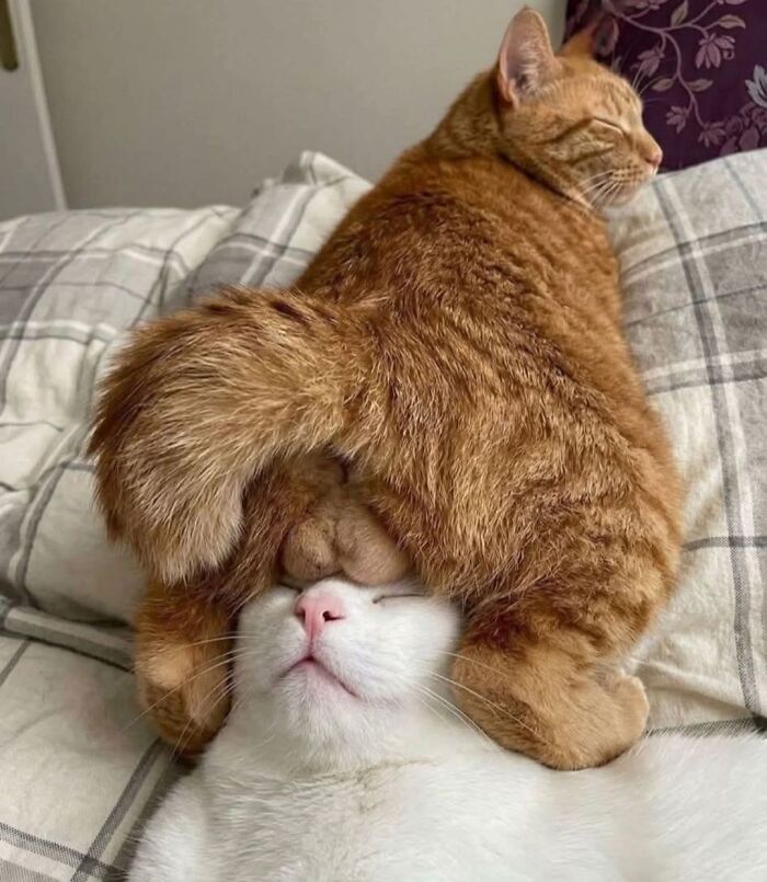 40 Chaotic, Hilarious, And Ridiculously Cute Cat Photos To Help You De-Stress