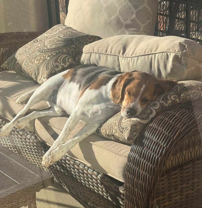Dog resting on a cushioned wicker sofa sunbathing in the sun