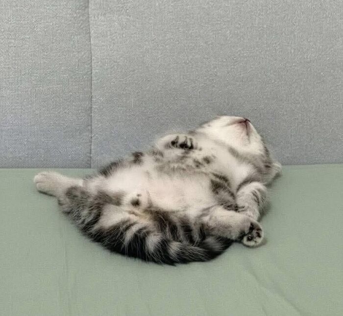 40 Chaotic, Hilarious, And Ridiculously Cute Cat Photos To Help You De-Stress