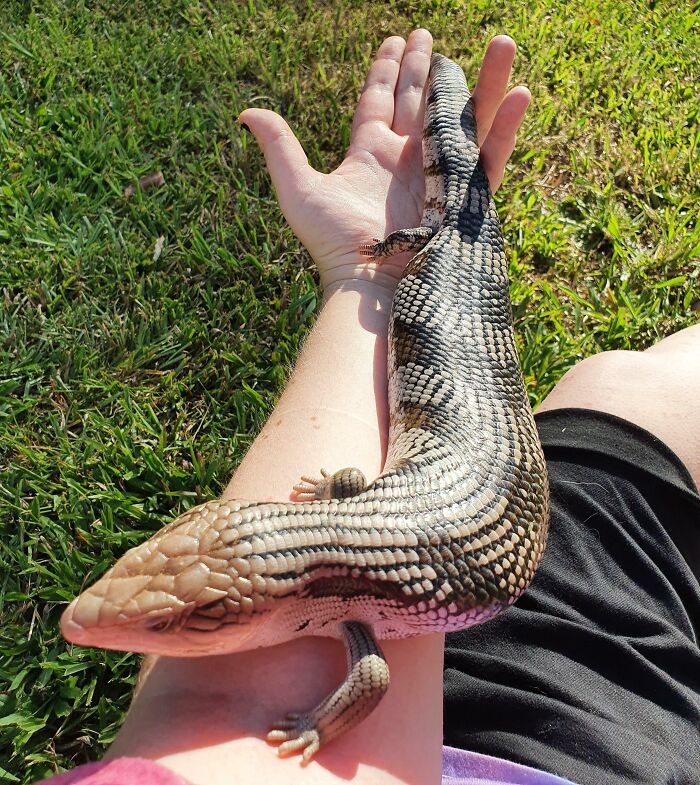 Scaly lizard sunbathing on a person's arm outdoors in grassy area