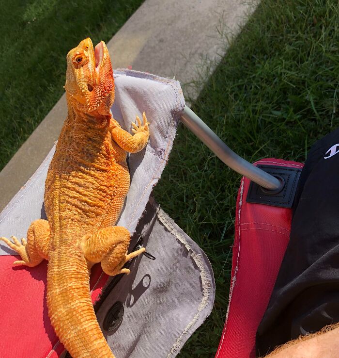 Bearded dragon lizard sunbathing on a red chair outside